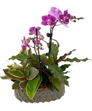 Ogee Orchid Planter