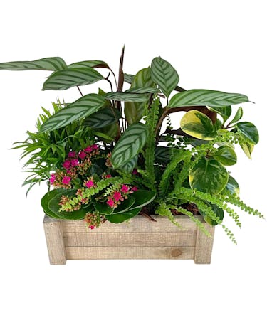 Tropical Crate