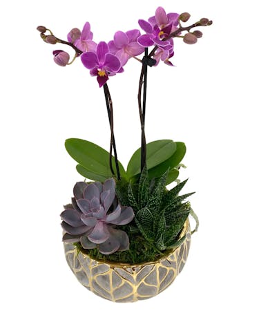 Grey Orchid Succulent Planter
