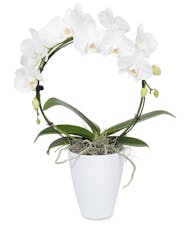 White Hooped Orchid