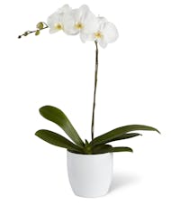 White Orchid Planter