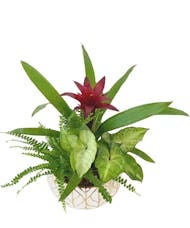 Bromeliad Tropical Planter