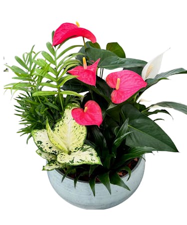 Mixed Anthurium Planter - Ital Florist Toronto