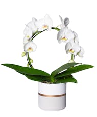 Hooped Phalaenopsis Orchid