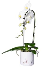 Cascading Phalaenospsis Orchid