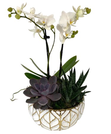 White Orchid Succulent Planter